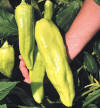 Giant Aconcagua bell pepper 20 seeds
